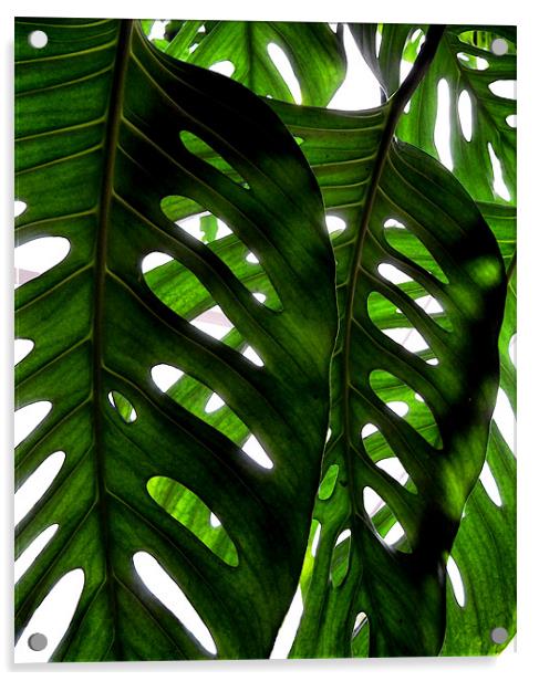 rainforest light Acrylic by Heather Newton