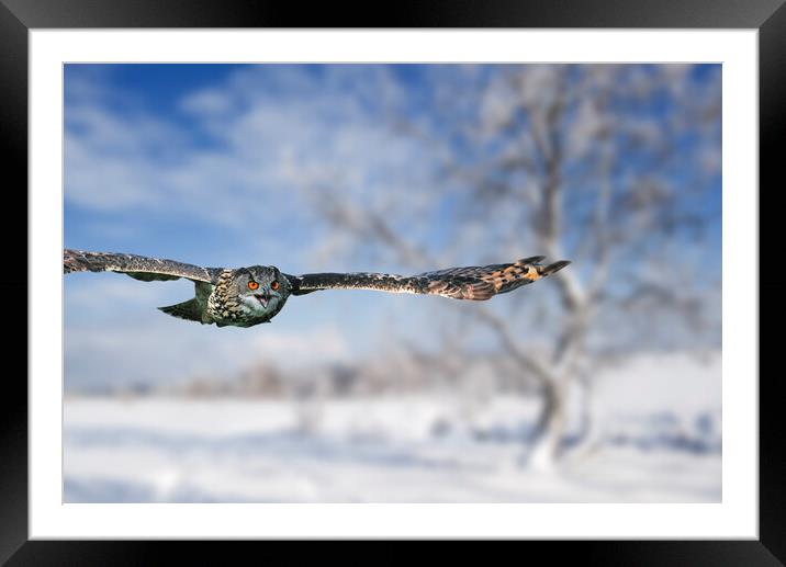 Eurasian Eagle Owl Flying over Heathland in Winter Framed Mounted Print by Arterra 