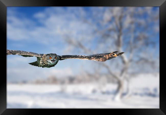 Eurasian Eagle Owl Flying over Heathland in Winter Framed Print by Arterra 