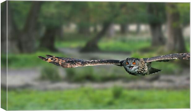 Eurasian Eagle Owl Flying in Woodland Canvas Print by Arterra 