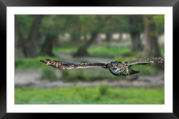 Eurasian Eagle Owl Flying in Woodland Framed Mounted Print by Arterra 