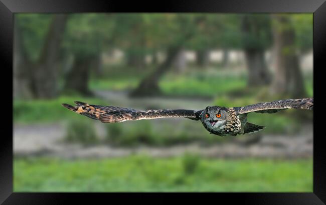 Eurasian Eagle Owl Flying in Woodland Framed Print by Arterra 
