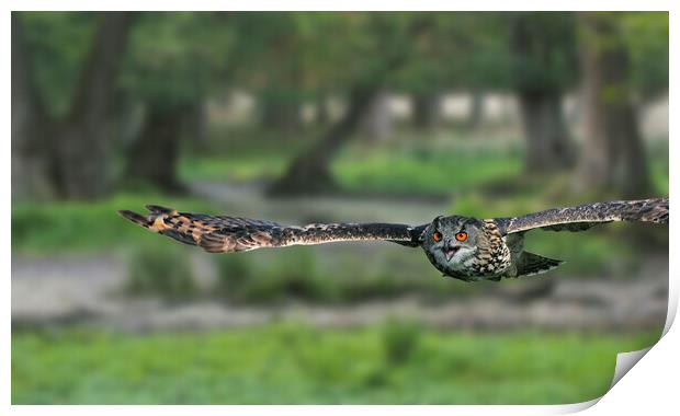Eurasian Eagle Owl Flying in Woodland Print by Arterra 