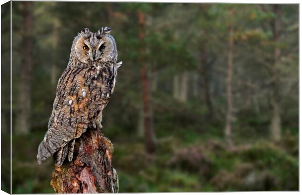 Long Eared Owl in Wood Canvas Print by Arterra 