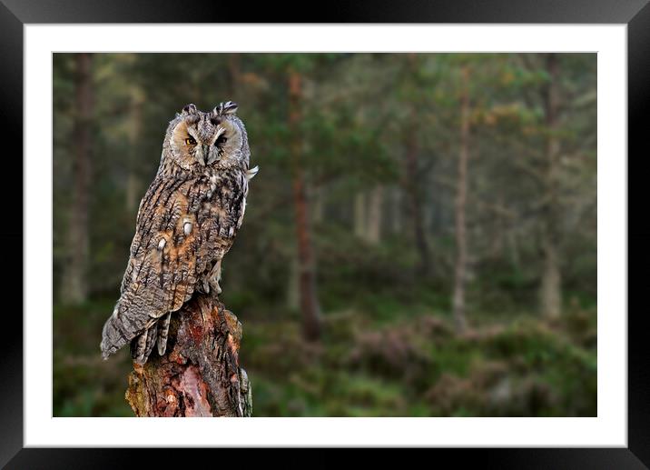 Long Eared Owl in Wood Framed Mounted Print by Arterra 