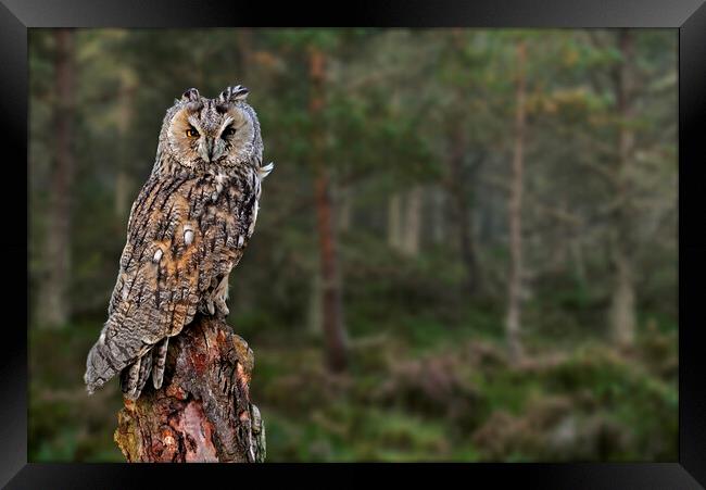Long Eared Owl in Wood Framed Print by Arterra 