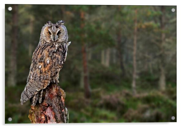 Long Eared Owl in Wood Acrylic by Arterra 