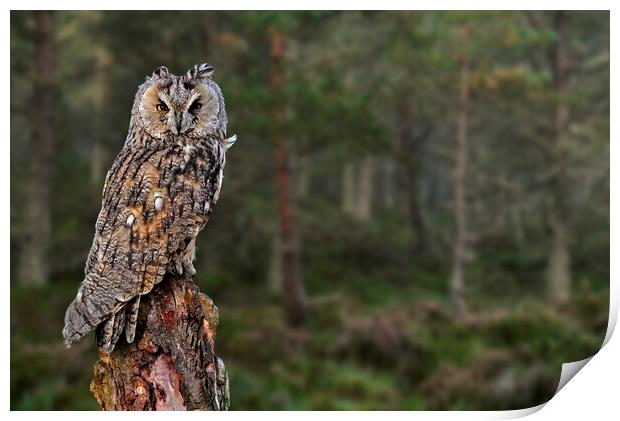 Long Eared Owl in Wood Print by Arterra 