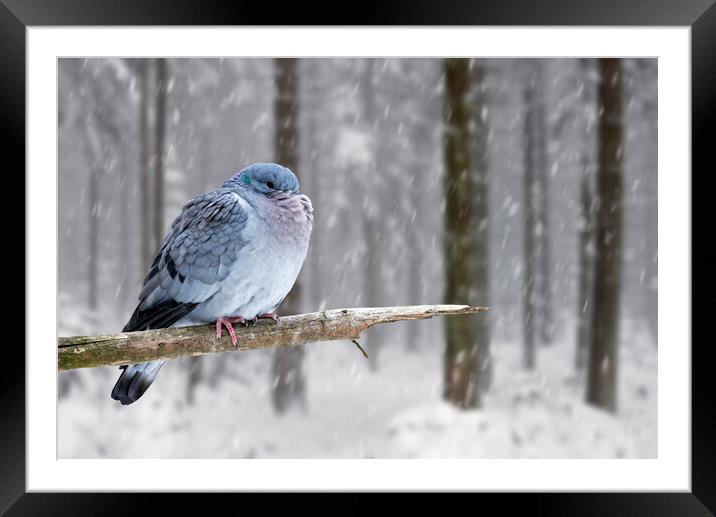 Stock Dove during Snowfall in Woodland Framed Mounted Print by Arterra 