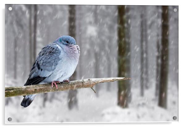 Stock Dove during Snowfall in Woodland Acrylic by Arterra 