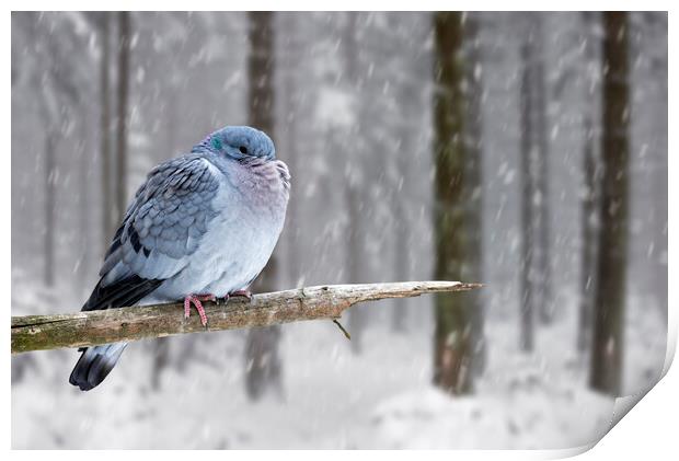 Stock Dove during Snowfall in Woodland Print by Arterra 