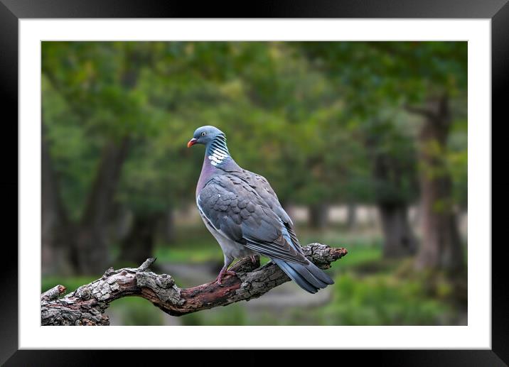Common Wood Pigeon Framed Mounted Print by Arterra 