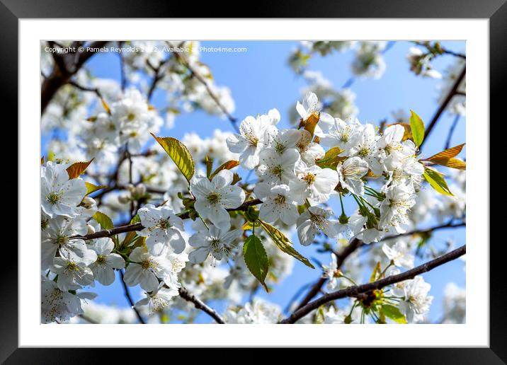 Springtime Cherry Blossom Framed Mounted Print by Pamela Reynolds