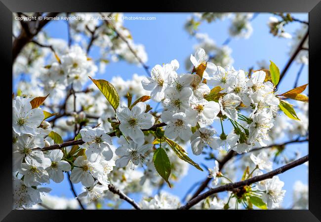Springtime Cherry Blossom Framed Print by Pamela Reynolds