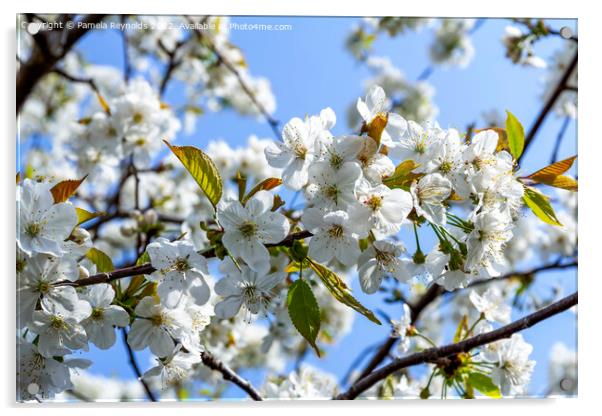 Springtime Cherry Blossom Acrylic by Pamela Reynolds