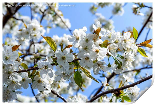 Springtime Cherry Blossom Print by Pamela Reynolds