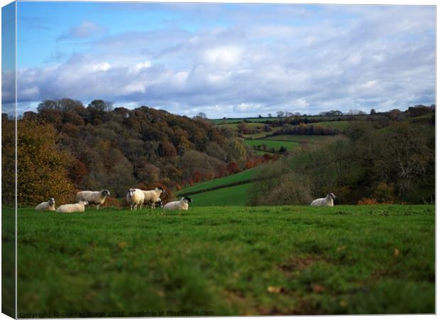 Sheep grazing in an English landscape Canvas Print by Gordon Dixon