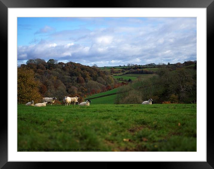 Sheep grazing in an English landscape Framed Mounted Print by Gordon Dixon