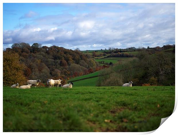 Sheep grazing in an English landscape Print by Gordon Dixon