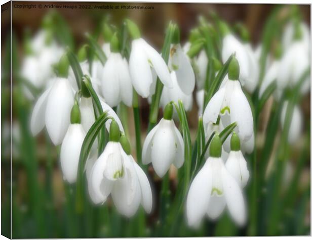 Serene snowdrop in bloom Canvas Print by Andrew Heaps