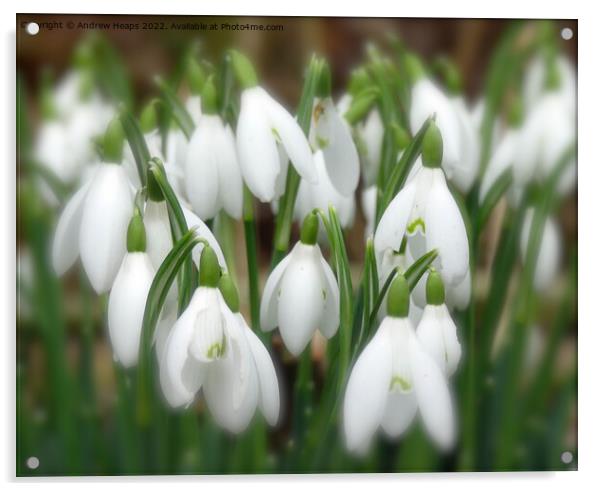 Serene snowdrop in bloom Acrylic by Andrew Heaps
