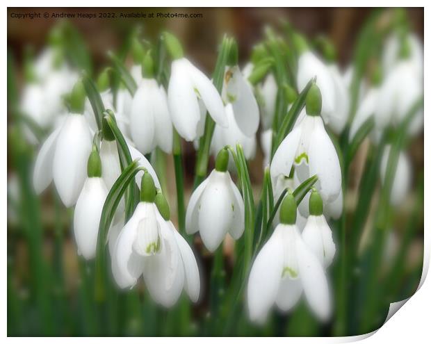 Serene snowdrop in bloom Print by Andrew Heaps