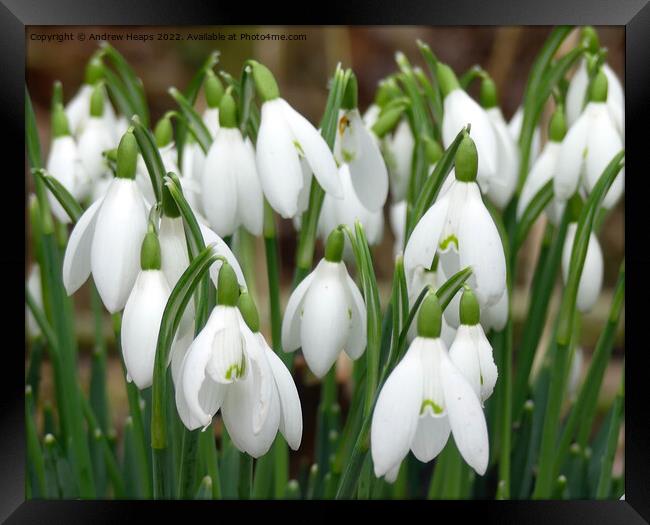 Snowdrop spring flower Framed Print by Andrew Heaps