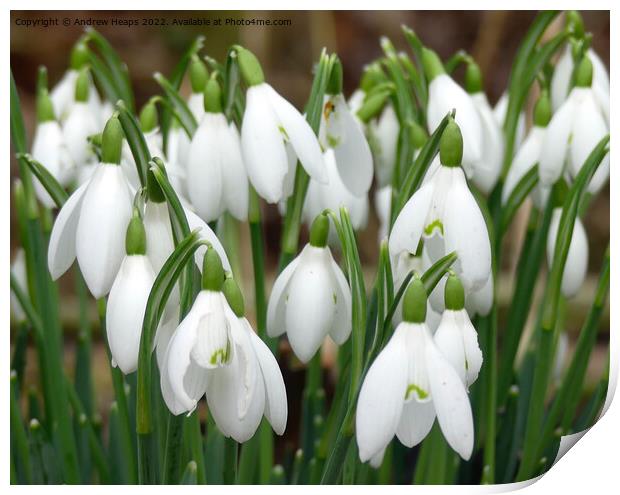 Snowdrop spring flower Print by Andrew Heaps