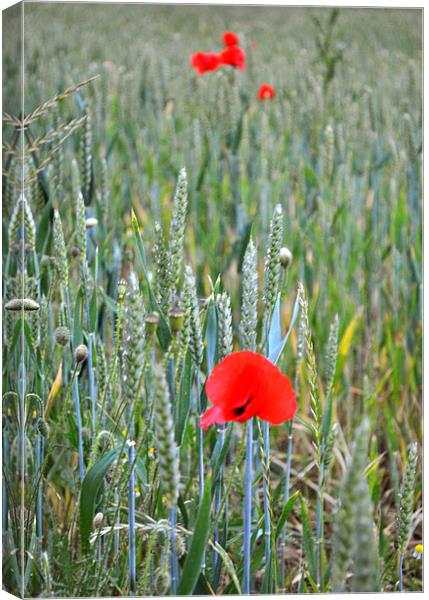 Poppies in the Ripening wheat Canvas Print by graham young