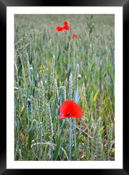 Poppies in the Ripening wheat Framed Mounted Print by graham young