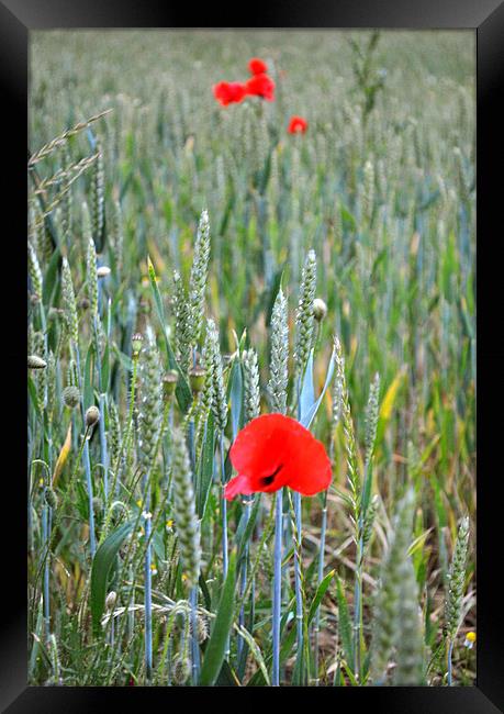 Poppies in the Ripening wheat Framed Print by graham young