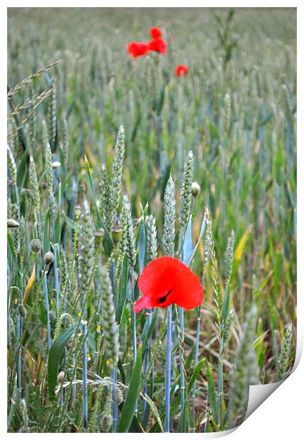 Poppies in the Ripening wheat Print by graham young