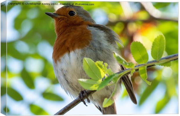 Robin in the tree Canvas Print by Christopher Keeley