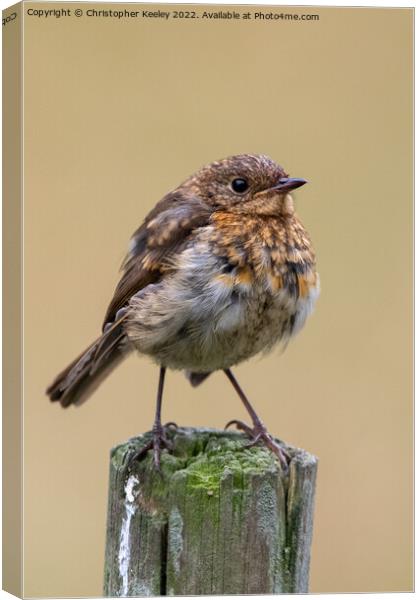 Juvenile robin on a post Canvas Print by Christopher Keeley