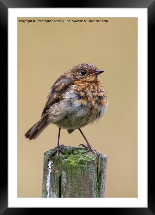 Juvenile robin on a post Framed Mounted Print by Christopher Keeley