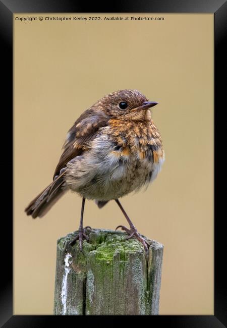 Juvenile robin on a post Framed Print by Christopher Keeley