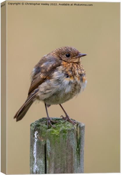 Juvenile robin  Canvas Print by Christopher Keeley