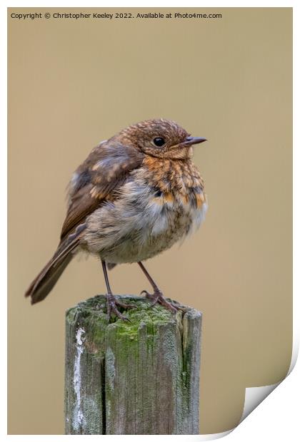 Juvenile robin  Print by Christopher Keeley