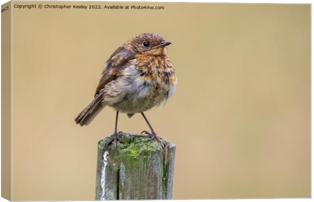 Juvenile robin Canvas Print by Christopher Keeley