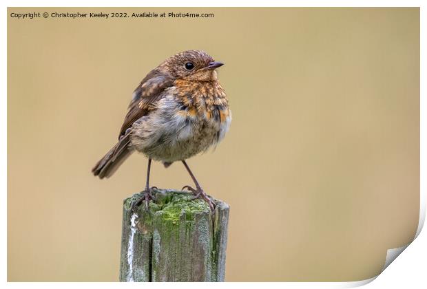 Juvenile robin Print by Christopher Keeley