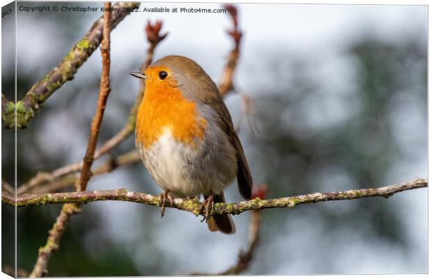 Robin in a tree Canvas Print by Christopher Keeley