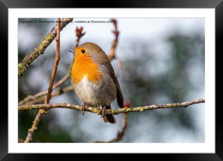 Robin in a tree Framed Mounted Print by Christopher Keeley