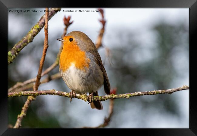 Robin in a tree Framed Print by Christopher Keeley