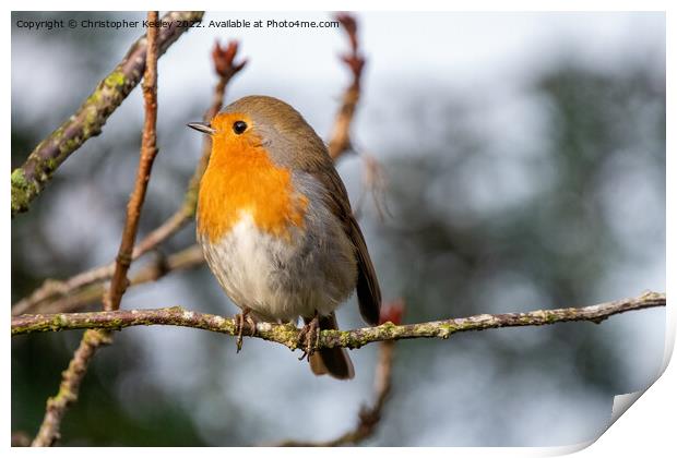 Robin in a tree Print by Christopher Keeley