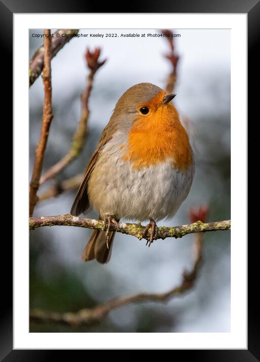 Curious robin redbreast Framed Mounted Print by Christopher Keeley