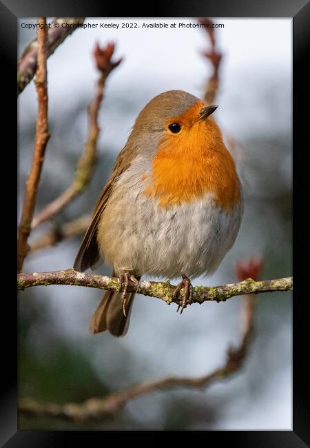 Curious robin redbreast Framed Print by Christopher Keeley