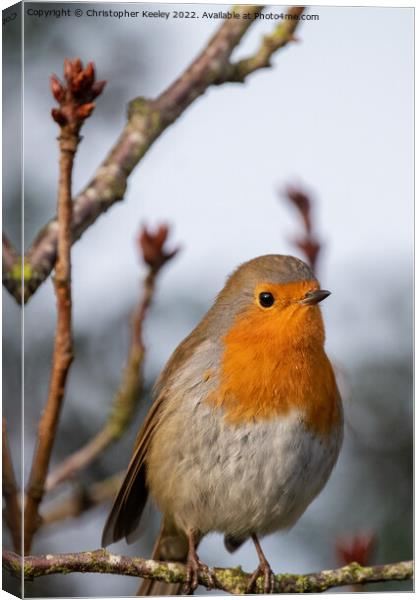 Robin sat in a tree Canvas Print by Christopher Keeley