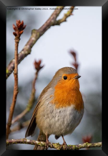 Robin sat in a tree Framed Print by Christopher Keeley