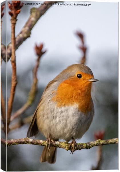 Robin perched in the branches Canvas Print by Christopher Keeley