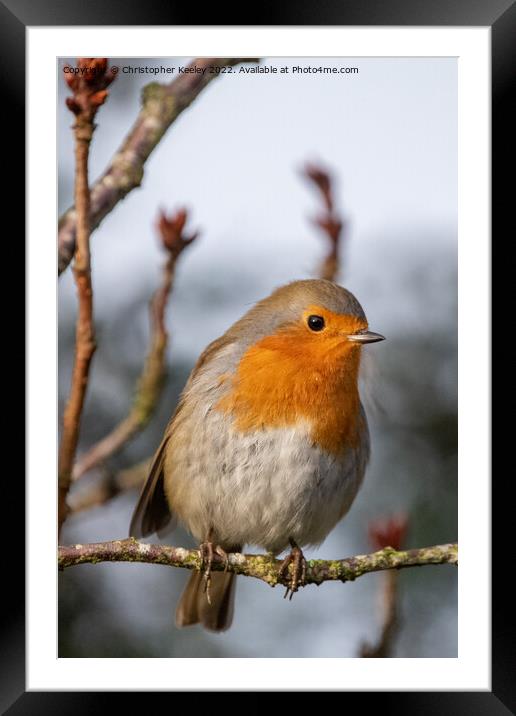 Robin perched in the branches Framed Mounted Print by Christopher Keeley